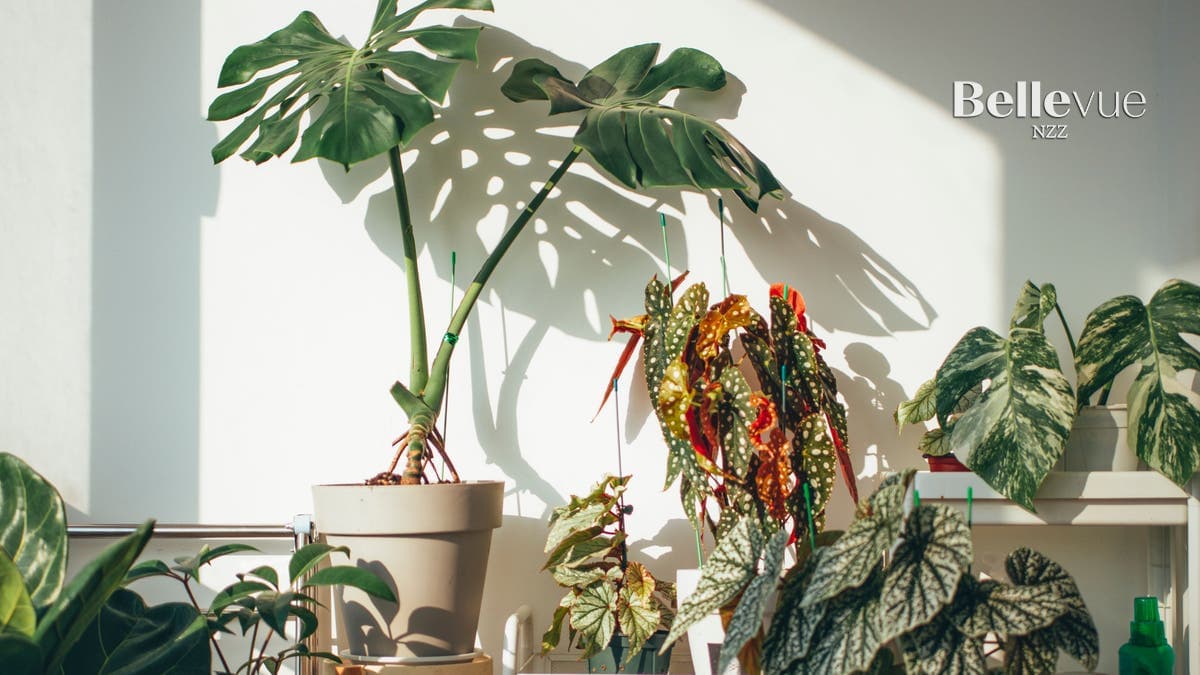 Schweizer Pflanzenbrocki-Boom: Nachhaltiger Trend erfasst Städte